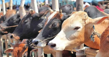 ঢাকা দক্ষিণের ৯ স্থানে বসছে অস্থায়ী পশুর হাট
